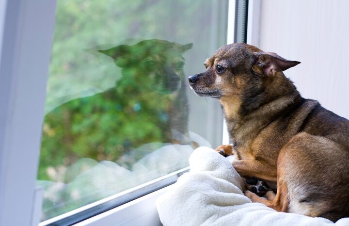 how do i manage my dog s separation anxiety when i m at work, AlikaKo Shutterstock