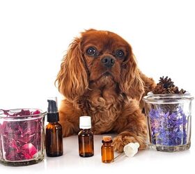 are essential oils safe for dogs, cynoclub Shutterstock