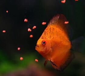 how often should i feed my fish, Goran Jakus Shutterstock