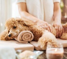 What Are the Benefits of Dog Massage?