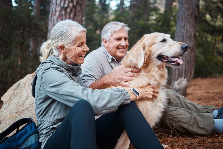 latest studies find that aging in dogs can mirror aging in humans, PeopleImages com Yuri A Shutterstock