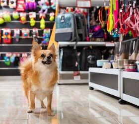 best black friday 2021 deals your pet wants you to buy, BearFotos Shutterstock