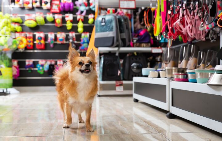 best black friday 2021 deals your pet wants you to buy, BearFotos Shutterstock