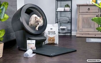 Never Scoop Again With Litter-Robot, The Purrfect Gift For Cat Lovers