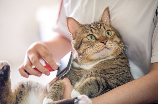 why does my cat have a bald spot, Photo credit Yimmyphotography Shutterstock com