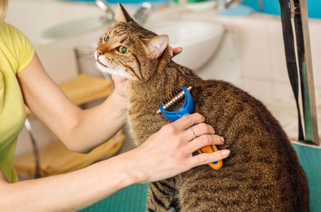 why does my cat have a bald spot, Photo credit PRESSLAB Shutterstock com