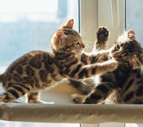 How to Tell Your Cats Are About to Fight, According to Scientists