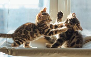 How to Tell Your Cats Are About to Fight, According to Scientists