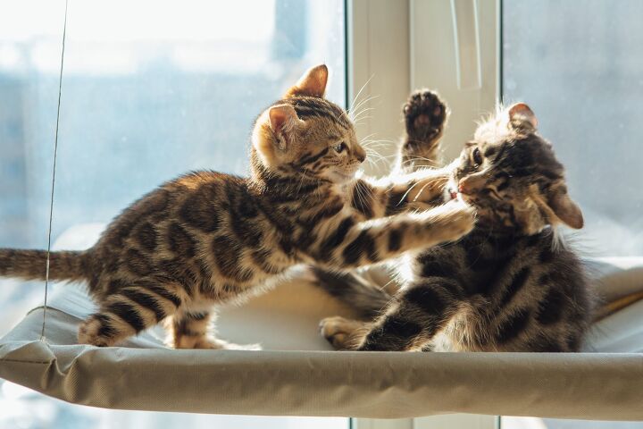 how to tell your cats are about to fight according to scientists, Smile19 Shutterstock