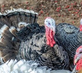 Let's Talk Turkey... and Why the White House Pardons One Each Year