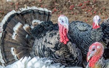 Let's Talk Turkey... and Why the White House Pardons One Each Year
