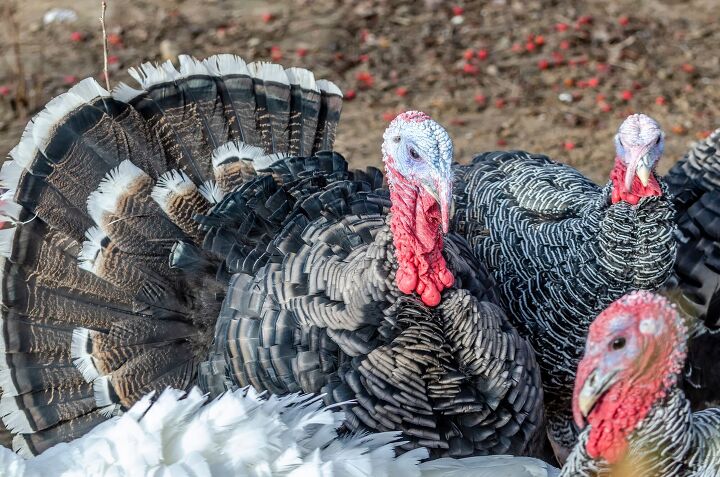 let s talk turkey and why the white house pardons one each year, Photo Credit Svet foto Shutterstock com