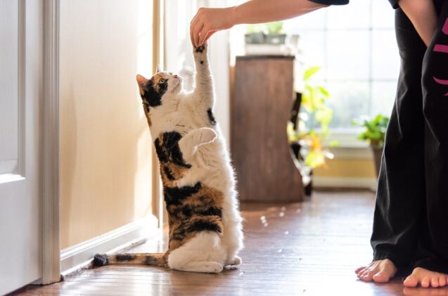 can i teach a cat tricks, Photo credit Andriy Blokhin Shutterstock com