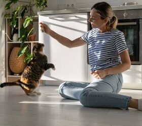 can i teach a cat tricks, Photo credit DimaBerlin Shutterstock com
