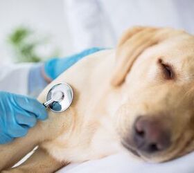 Enigmatic Respiratory Illness Targets Dogs – These Are The Symptoms