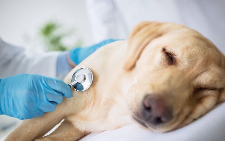 enigmatic respiratory illness targets dogs these are the symptoms, didesign021 Shutterstock
