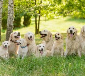 this farm offers 1 hour cuddle sessions with a pack of adorable golden, Yuriy Golub Shutterstock
