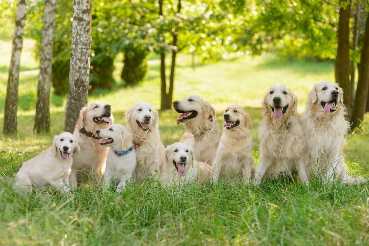 this farm offers 1 hour cuddle sessions with a pack of adorable golden, Yuriy Golub Shutterstock