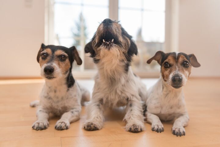 how can i prevent my dog from barking when theyre home alone, thka Shutterstock