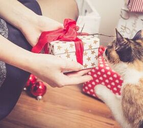 holiday gifts for your cats tips and recommendations, ajlatan Shutterstock