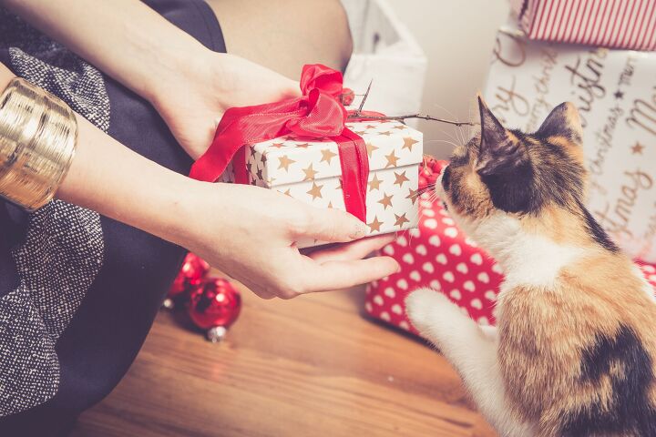 holiday gifts for your cats tips and recommendations, ajlatan Shutterstock