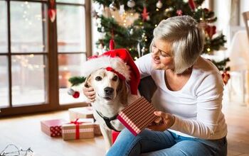 Holiday Gifts for Dogs to Include Them in the Fun