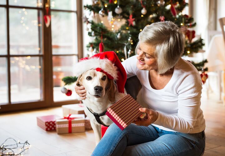 holiday gifts for dogs to include them in the fun, Ground Picture Shutterstock