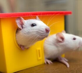 Research Finds That Rats Have Imagination