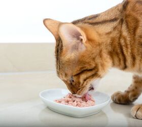 Scientists Finally Know Why Cats Love Tuna So Much