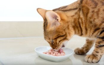 Scientists Finally Know Why Cats Love Tuna So Much