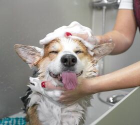 should i bathe my dog during winter, Masarik Shutterstock