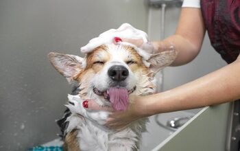 Should I Bathe My Dog During Winter?