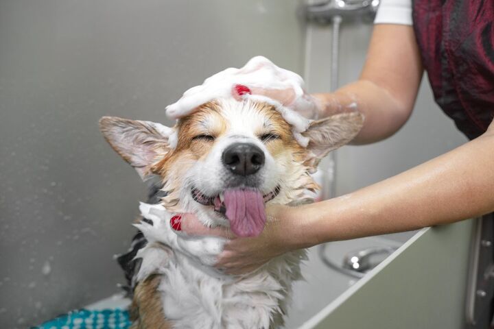should i bathe my dog during winter, Masarik Shutterstock