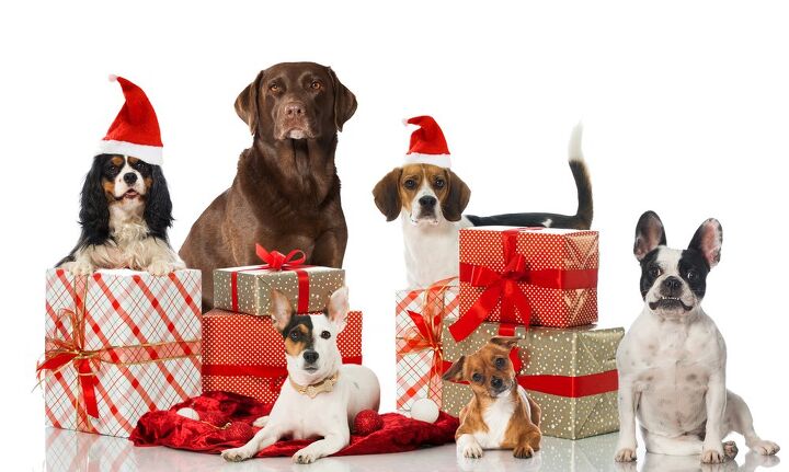 jolly pets annual wegiveajolly campaign helps shelter dogs, Dora Zett Shutterstock