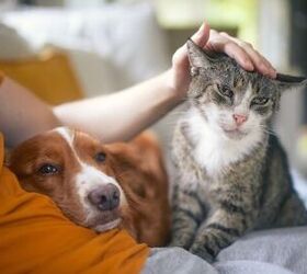 42 of pet parents feel caring for pets is more stressful than kids, Photo credit Jaromir Chalabala Shutterstock com