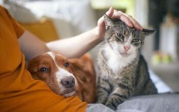 42% of Pet Parents Feel Caring for Pets is More Stressful Than Kids!