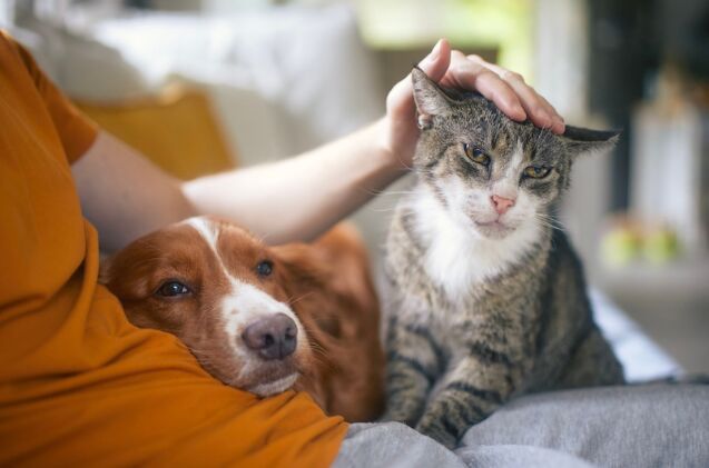 42 of pet parents feel caring for pets is more stressful than kids, Photo credit Jaromir Chalabala Shutterstock com