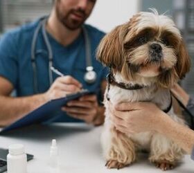 scientists finally identify mystery dog illness sweeping america, Photo credit SeventyFour Shutterstock com
