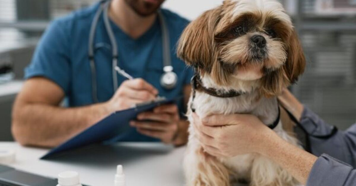 Scientists Finally Identify Mystery Dog Illness Sweeping America PetGuide