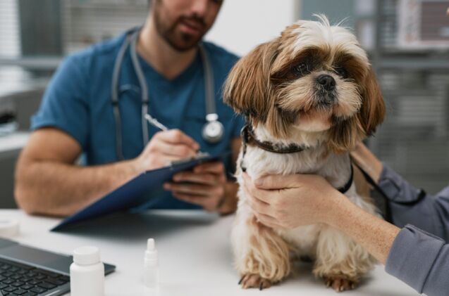 scientists finally identify mystery dog illness sweeping america, Photo credit SeventyFour Shutterstock com