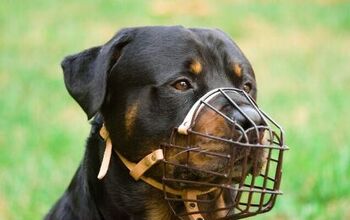 How Do I Choose the Best Muzzle for My Dog?