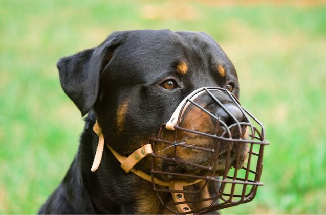 How Do I Choose the Best Muzzle for My Dog?