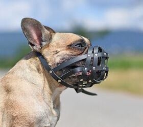 Padded Latex Rubber Dog Harness With Muzzle, And Mouth Mask For