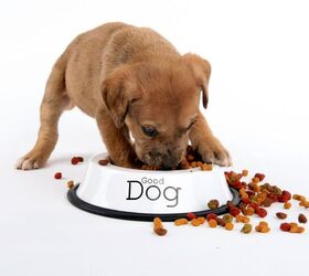 why does my dog paw or dig his food bowl, Rick s Photography Shutterstock