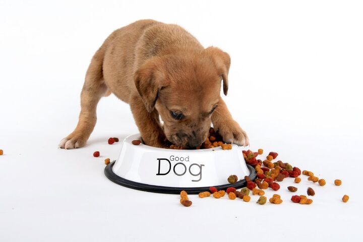 why does my dog paw or dig his food bowl, Rick s Photography Shutterstock
