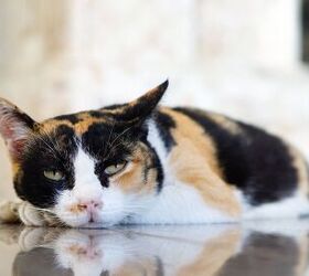 Vitamin B12 Deficiency in Cats: The Basics