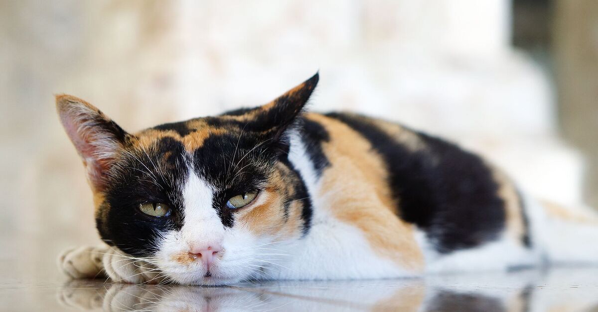 Vitamin B12 Deficiency in Cats: The Basics | PetGuide Vitamin B12 Deficiency in Cats: The Basics | PetGuide