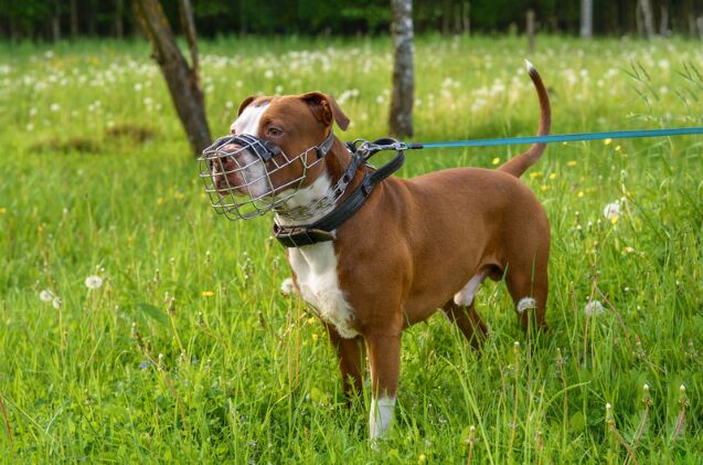 how do i train my dog to wear a muzzle, Photo credit Chitorok Shutterstock com