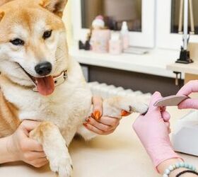 Can dog scratch cause rabies?