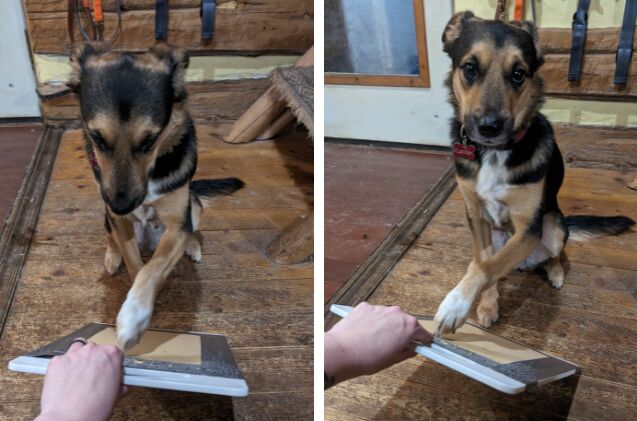 how do i make a diy nail board for my dog, Our dog Lucifer using his DIY nail board